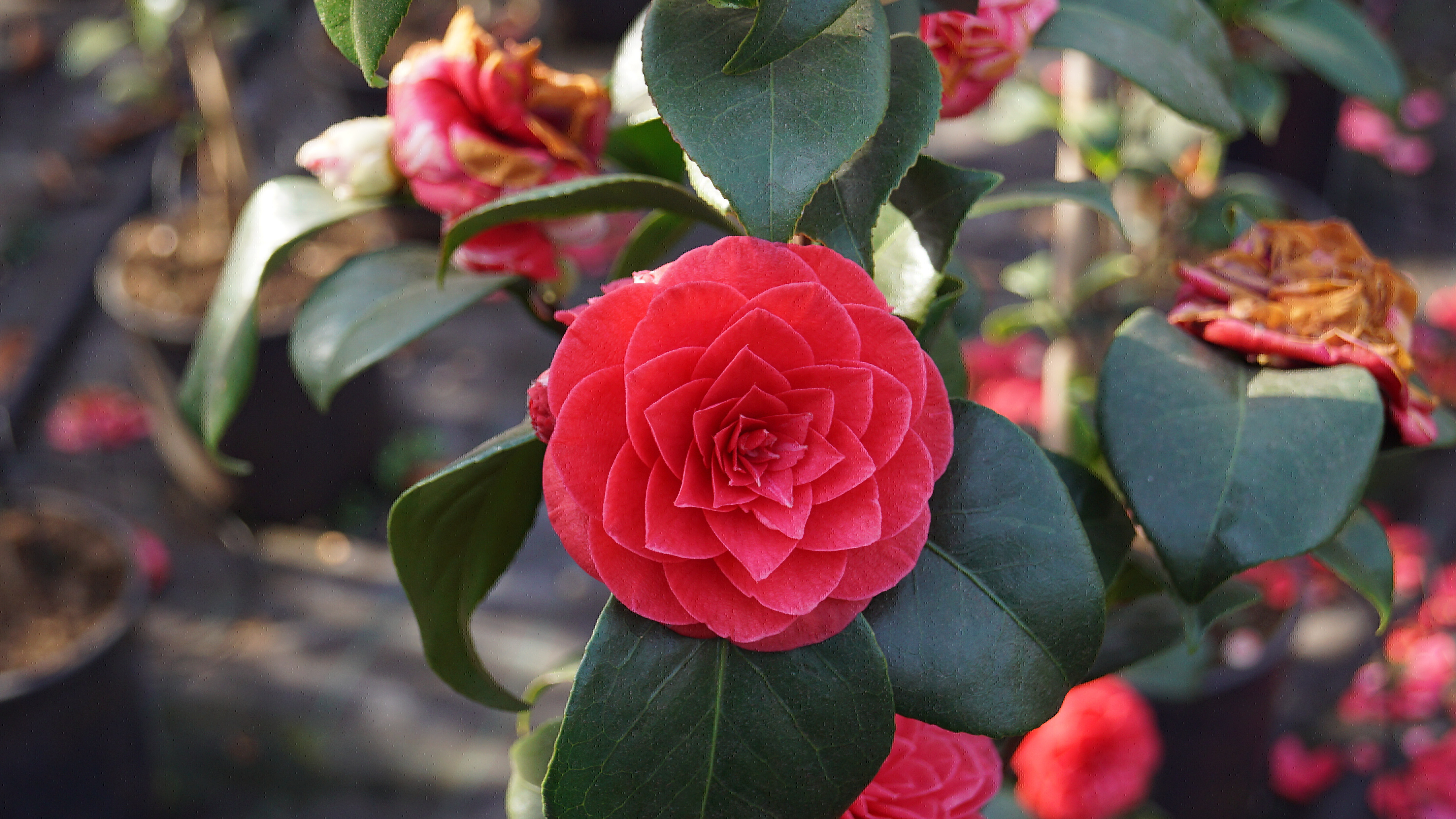 Camellia japonica ‘Principessa Baciocchi’ 2